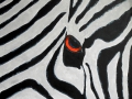 Zebra von Beke, in der Malschule Maluck